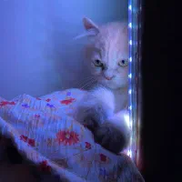 گربه پرشین خالص|گربه|گرگان, |دیوار
