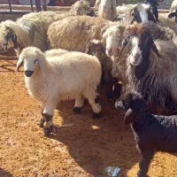 میش و شیشک بره دار|حیوانات مزرعه|مرودشت, کناره|دیوار