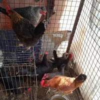 فال تاروت وپاسور