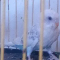 مرغ عشق نر معاوضه با ماده