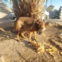 نخل خرما|گل و گیاه طبیعی|ایرانشهر, |دیوار