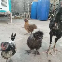 مرغ و خروس|حیوانات مزرعه|مشهد, کریم آباد|دیوار