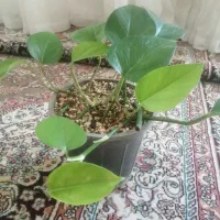پتوس