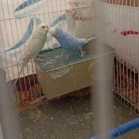 یک جفت مرغ عشق