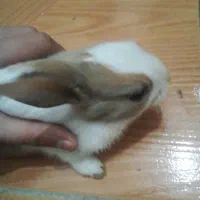 خرگوش سالم ناز