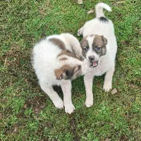 توله سگ گله نروماده مناسب نگهبانی بشرط