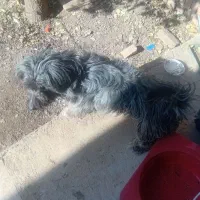 سگ پشمالو یا پا گوتاه