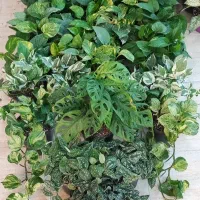 گل فروشی|گل و گیاه طبیعی|جهرم, |دیوار