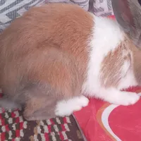 خرگوش