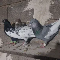 کبوتر سینه نر