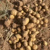 سیب‌زمینی آگریا|خدمات باغبانی و درختکاری|قوچان, |دیوار