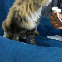 گربه پیدا کردم|گربه|مشهد, ادیب نیشابوری (شهرک غرب)|دیوار