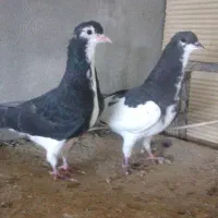 کبوتر چپی|پرنده|بندر ماهشهر, |دیوار