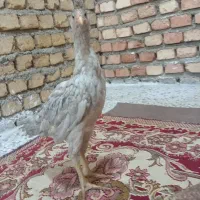 جوجه لاری|حیوانات مزرعه|خان ببین, |دیوار