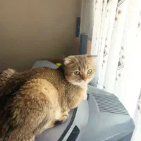 گربه اسکاتیش گلد نر