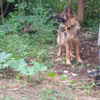 ژرمن شیپر ماده.االان چاق تره عکس برای ۳ماه قبله|سگ|آستانه اشرفیه, |دیوار