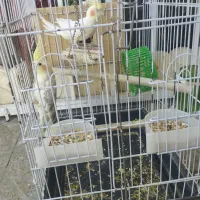 عروس هلندی