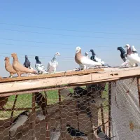 کفتر پرنده|پرنده|الوند, |دیوار