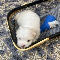 مالتیز سفید