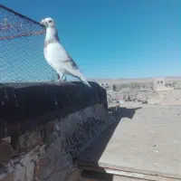 کبوتر گمشده