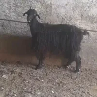 بز جوان آبست