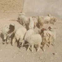 بره نر وماده|حیوانات مزرعه|اهواز, منازل کارون|دیوار