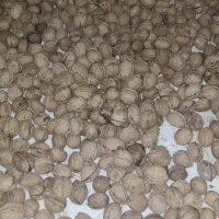 گردو تازه کاج شده امسالی