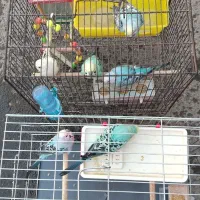 فروش پرنده مرغ عشق