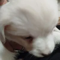 واگذاری‌توله‌سگ‌شیتزو‌تریر