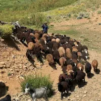 روغن حیوانی و محلی اصل روستاهای اورامان کردستان|حراج|تهران, تجریش|دیوار