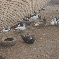 غاز و اردک روسی|حیوانات مزرعه|خوی, |دیوار