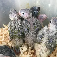 گیرینچیک سرلاکی تعداد ۸ عدد