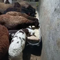 میش قزل آبستن|حیوانات مزرعه|داران, |دیوار