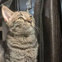 واگذاری گربه