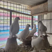 کفتر|پرنده|تبریز, |دیوار