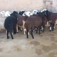 بره نر|حیوانات مزرعه|میلاجرد, |دیوار