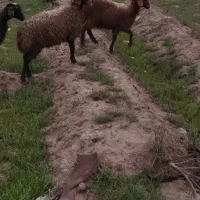 دوتا بره ماده ۳۵کیلو هستن قیمت ۵۰میلیون