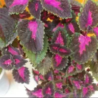 تعدادی گل حسن یوسف (گل مخمل) سرحال