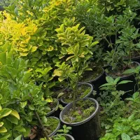 شمشاد طلایی ونعنایی تعداد 1300عدد موجوده