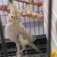 عروس هلندی ماده