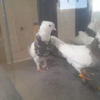 یک جفت طوقی هفت رنگ