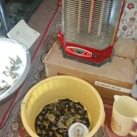 فروش جوجه بلدرچین محلی