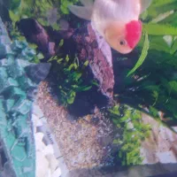 یک جفت ماهی گلد فیش معاوضه هم دارن