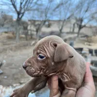 توله سگ پیت بول|سگ|شهر بابک, |دیوار