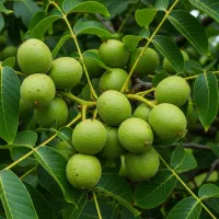 فروش نهال گردو پکان، با میوه های خوشه ای و پربار