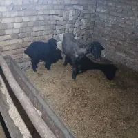 باسلام میش برداره فروشی