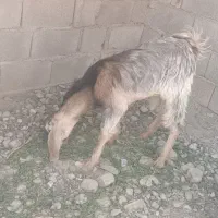 دوتروشت‌مناسب‌ما‌داری