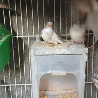 تعدادی فنچ بالغ وجوجه فروشی