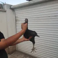 مرغ لاری افغان معاوضه با کفتر