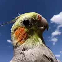 عروس هلندی سخنگو و دستی